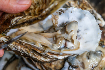 raw oyster on the hand