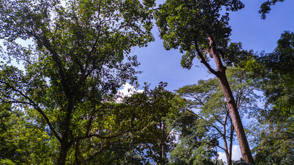 Tourists park their cars to take pictures with a large and tall teak tree on the side of the road. Giant trees alley, Road 3024 is a check-in point for tourists. large trees line the green forest.