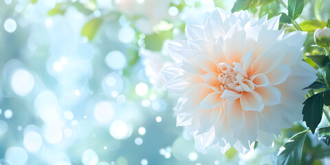 Obraz premium Soft dahlia flower with leaves on natural blurred background and soft light.