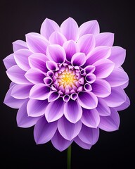 A stunning close-up of a purple dahlia flower showcasing its intricate petals and vibrant color.