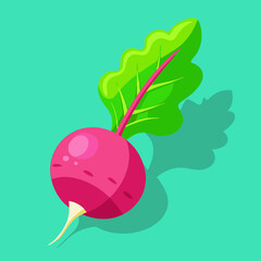 vibrant radish with peppery bite