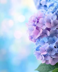 Selbstklebende Fototapeten A beautiful blend of blue and purple hydrangea flowers, creating a serene and calming atmosphere. © kazitafahnizeer