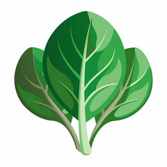 tender spinach with smooth curves 