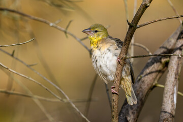 Female Layard's weaver on a branch. Ploceus cucullatus, Bioparc, Doué la Fontaine, Doué en Anjou, Maine et Loire 49, Région Pays de la Loire, France, European Union, Europe