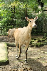 Does Indonesia have deer? The species of deer found in Indonesia is the Javan rusa (Cervus timorensis), which is native to the islands of Java and Bali. Taman Safari, Indonesia - August 16, 2019