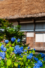 Obraz premium 世界遺産 白川村（白川郷） 6月初夏の花と田園風景 