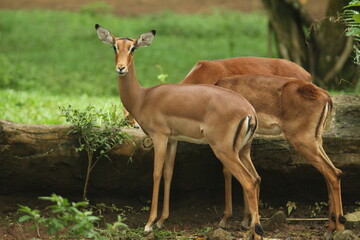 Graceful and agile, the impala captures the essence of wild beauty, effortlessly leaping across the savanna at Taman Safari, Indonesia - August 16, 2019