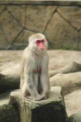 What monkey has pink face? Rhesus macaque is brown or grey in color and has a pink face.Taman Safari, Indonesia - August 16, 2019
