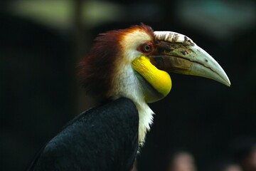 The majestic beauty of the Wreathed Hornbill in its natural habitat at Taman Safari, Indonesia. A stunning display of wildlife and nature, Taman Safari, Indonesia - August 16, 2019
