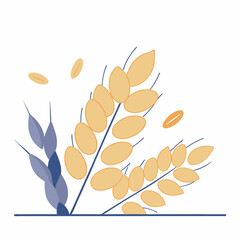 pearly barley grains