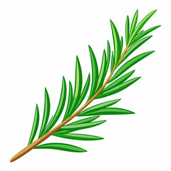 Obraz premium needle like rosemary sprig fresh