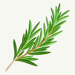 Fototapeta premium needle like rosemary sprig fresh