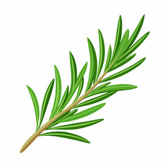Obraz premium needle like rosemary sprig fresh