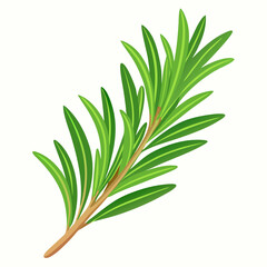 Fototapeta premium needle like rosemary sprig fresh