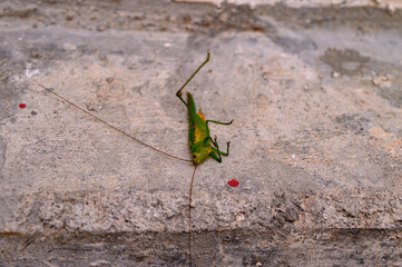 Dead leafhopper. Leafhopper lost one of its legs. Dead leafhopper surrounded by ants.