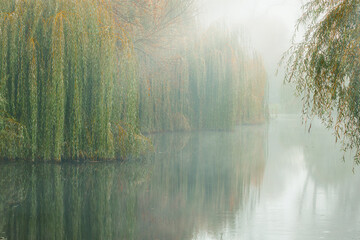 summer morning sun rise peaceful picturesque landscape idyllic nature environment space willow trees branches above water lake and rays scenery © Artem Kniaz