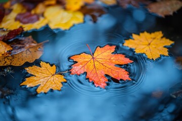 Close-up of vibrant autumn leaves floating on a water surface