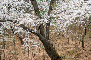 국립현충원의 봄