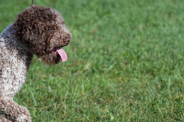 Lagotto Romagnolo dog with their tongue sticking out