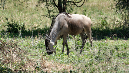 Wildebeests Grazing in Their Natural Habitat Beneath a Tree in the Great Outdoors Tarangire National Park Tanzania Africa