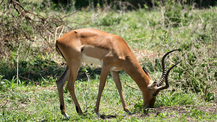 A Graceful Antelope Grazing in the Lush Greenery of an Expansive Natural Landscape Tarangire...