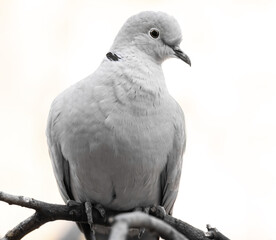 Türkentaube Portrait