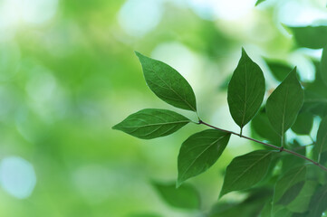 Green leaves background. Selective and soft focus. Copy space.	