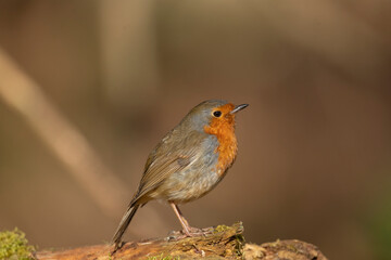 Fototapeta premium Robin on a tree trunk, close up, in a forest, in Scotland