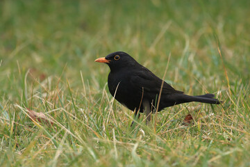 Common blackbird on meadow in spring