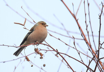 Common chaffinch sitting on the branch tree in spring