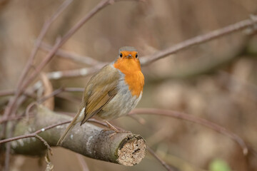 Robin, on a branch, close up, in a forest, in Scotland