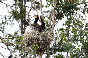 Two  cormorant chicks in the trees