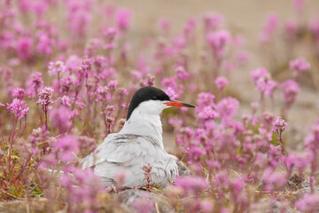 Common tern sits on a nest among pink flowers close up