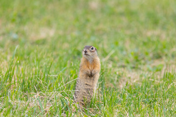 Gopher stands in the grass on a summer day