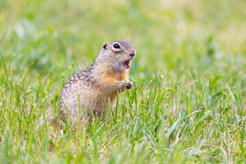 Gopher stands in the grass on a summer day