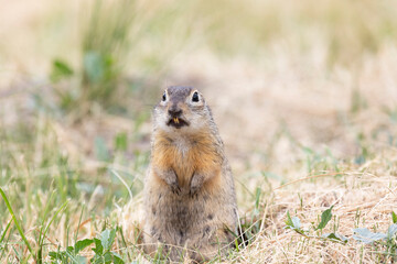 Gopher stands in the grass on a summer day