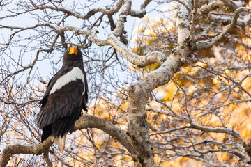 Steller's sea eagle sits on a tree branch. Winter. Kunashir