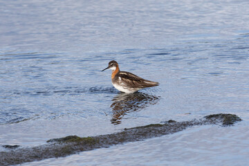 Red-necked phalarope stands in the water