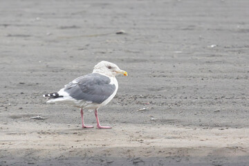 Seagull standing on the shore close-up