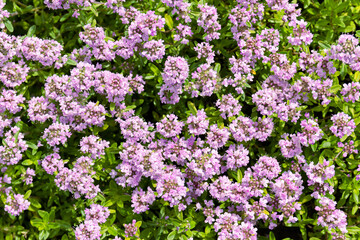 creeping, wild or Breckland thyme-Thymus serpyllum-blooms in a thick carpet of tiny purple flowers....