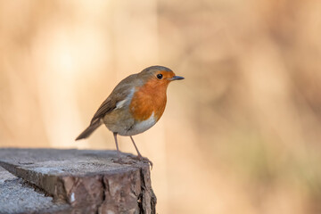Robin on a tree trunk, close up, in a forest, in Scotland