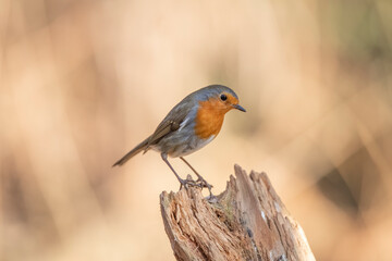 Robin on a tree trunk, close up, in a forest, in Scotland