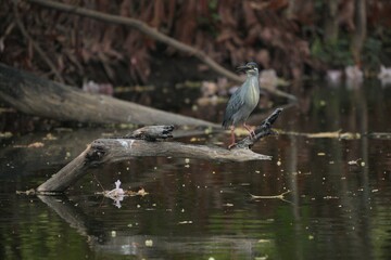Green heron is searching for food in nature.