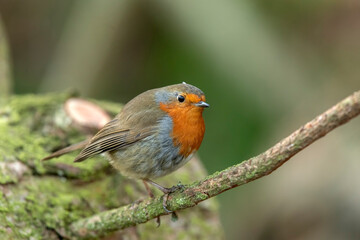 Robin with a blurred background perched on a branch close up in a forest in Scotland uk in the winter