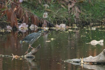 Green heron is searching for food in nature.