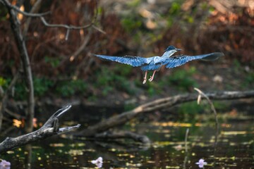 Green heron is searching for food in nature.