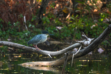 Green heron is searching for food in nature.