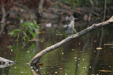 Green heron is searching for food in nature.