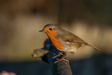 Robin, on a branch, close up, in a forest, in Scotland
