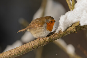 Robin on a snow covered branch eating snow in the winter